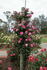 Water Music rose photo
