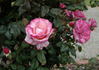 Water Music rose photo