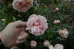 Lady Medallist rose photo