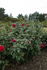 Australian Bicentennial rose photo