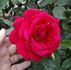 Australian Bicentennial rose photo