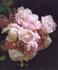 Frau Helene Videnz rose photo
