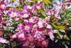 Pink Roamer rose photo
