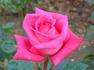 My Joy rose photo