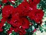 Cameron Bohls ™ rose photo