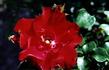 Cameron Bohls ™ rose photo
