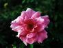 Katy Girl rose photo