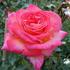 Mascotte '77 rose photo