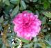 Brocade rose photo