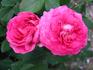 Ambroise Paré rose photo