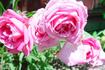 Autumn Bouquet rose photo