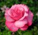 Best Friend rose photo