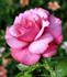 Best Friend rose photo