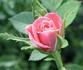 Chelsea rose photo