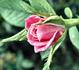 Chelsea rose photo