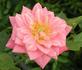 Chelsea rose photo