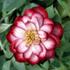 Circus Clown rose photo