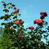 Baccará, Cl. ® rose photo