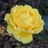 Banco 86 ® rose photo