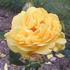 Bijou d'Or rose photo