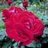 Carrousel rose photo