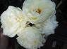 Mary Webb ® rose photo