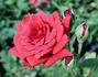 Don Marshall rose photo