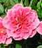 Doris Bennett rose photo