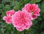 Doris Bennett rose photo