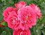 Doris Bennett rose photo