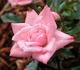 Eleanor rose photo