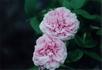 Duchesse d'Orléans rose photo