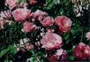 Ponderosa rose photo