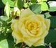 Sunnydew rose photo