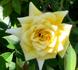 Sunnydew rose photo