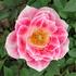 Jewel Box rose photo