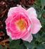 Jewel Box rose photo