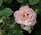 Angela Rose Taylor rose photo