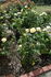 Marjory Atherton rose photo