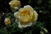 Marjory Atherton rose photo