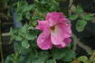 Nora Cunningham rose photo