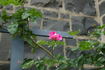 Nora Cunningham rose photo
