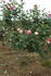 Patio Pearl ™ rose photo