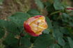 Rae Dungan rose photo