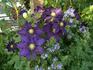 The Vagabond clematis photo
