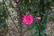 Water Music rose photo