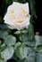 Fresh Cream rose photo