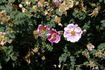 Irish Rich Marbled rose photo