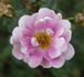 Irish Rich Marbled rose photo