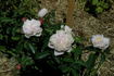 Onkaparinga rose photo